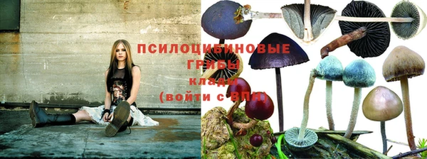 сатива Аркадак