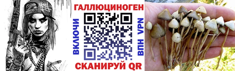 Галлюциногенные грибы Psilocybine cubensis  Магас 